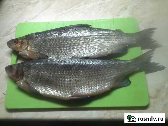 Сиг мороженный Мурманск - изображение 1