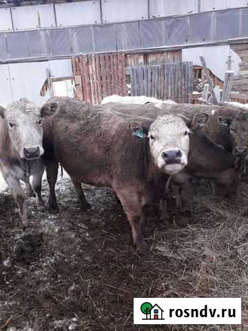 Коровы Глядянское - изображение 1