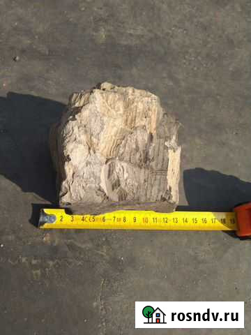 Окаменелое дерево,окаменелость Шадринск - изображение 1