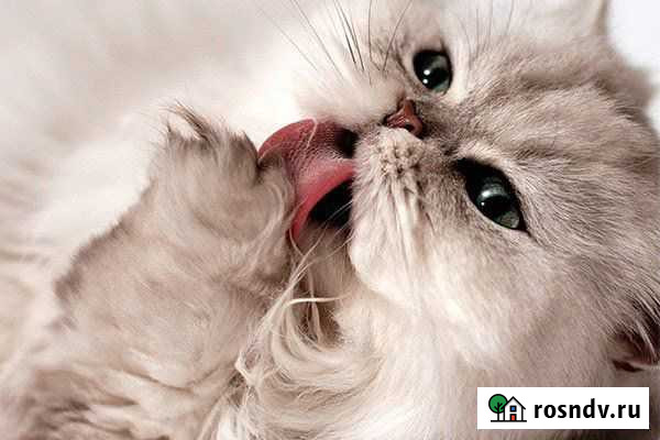 Стрижка кошек и собак Йошкар-Ола - изображение 1