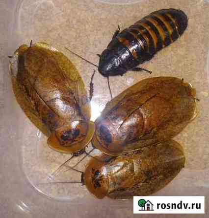 Тараканы, сверчки, саранча, бражник, мучник, зофоб Москва