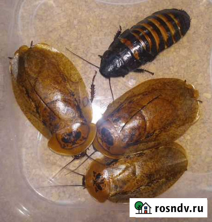 Тараканы, сверчки, саранча, бражник, мучник, зофоб Москва - изображение 1