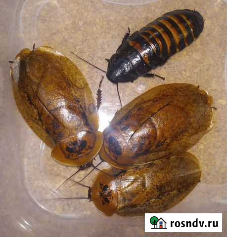 Тараканы, сверчки, саранча, бражник, мучник, зофоб Москва - изображение 1