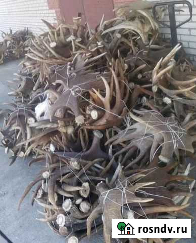 Рога оленя и лося Курган - изображение 1