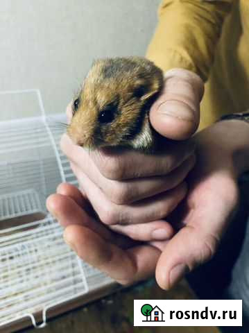 Хомячок Джунгарик Пенза - изображение 1