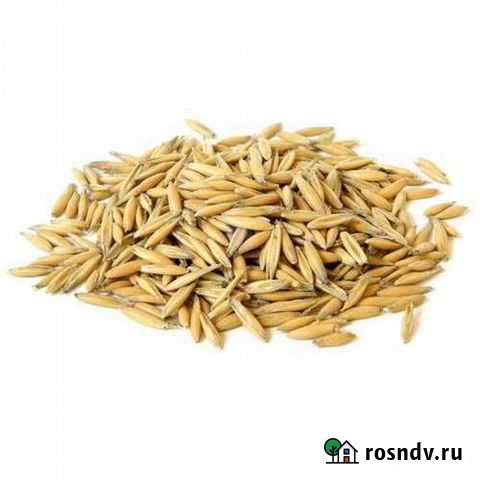 Овес 15 ру/кг Кедровый - изображение 1
