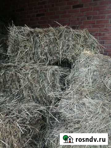 Сено в тюках 2021 Темижбекская - изображение 1