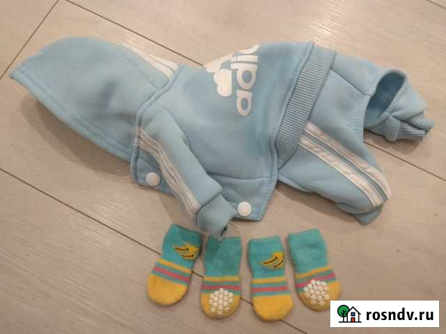 Костюм + носочки для щенка Ярославль - изображение 1