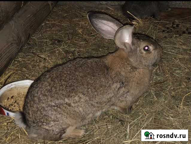 Кролики Фландер Тольятти - изображение 1