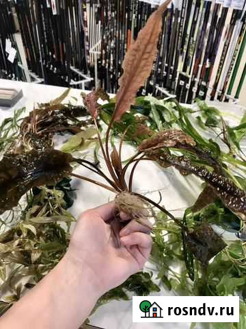 Анубиас разные, аквариумные растения живые Уфа - изображение 1