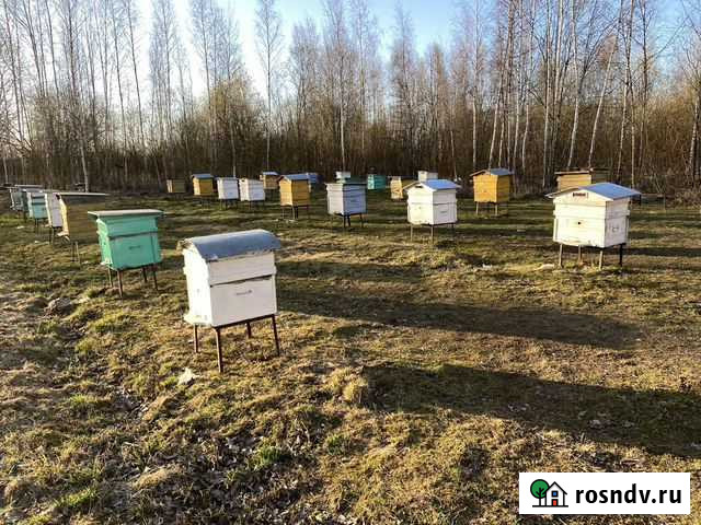 Пчелиные семьи Великий Новгород - изображение 1