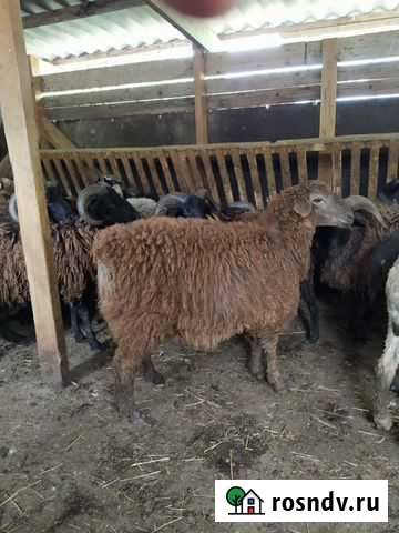 Бараны Сочи - изображение 1