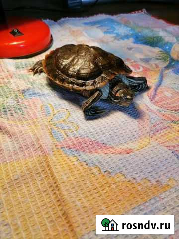 Красноухая черепаха бесплатно Москва - изображение 1