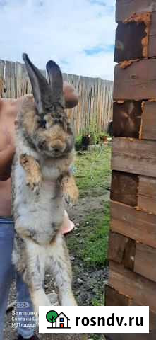 Кролики великаны Иркутск - изображение 1