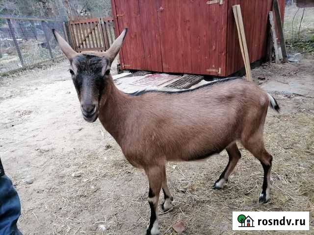 Альпийские козы козочки Санкт-Петербург - изображение 1