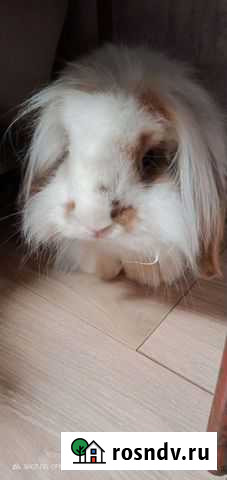 Декоративные кролики вислоухие Омск - изображение 1