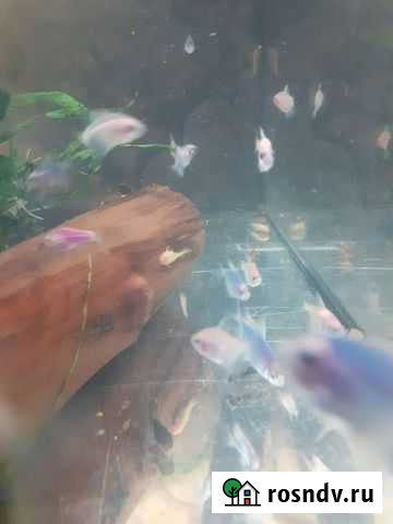 Рыба Заводоуковск - изображение 1