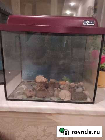 Аквариум Сыктывкар - изображение 1