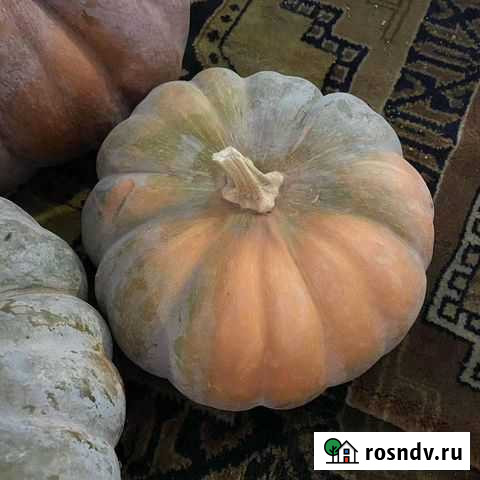 Тыква Волгоград - изображение 1
