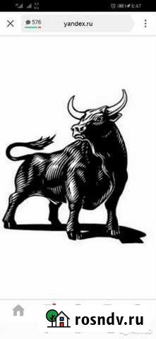 Быки на мясо Лысьва - изображение 1