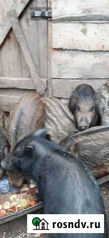 Поросята Кармал 4-х месячные Большая Соснова - изображение 1