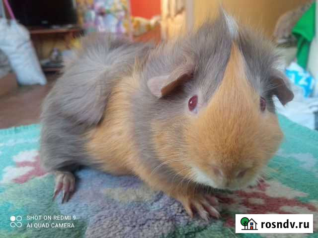 Породистые морские свинки Иркутск - изображение 1