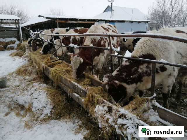 Продам телку Ивня - изображение 1