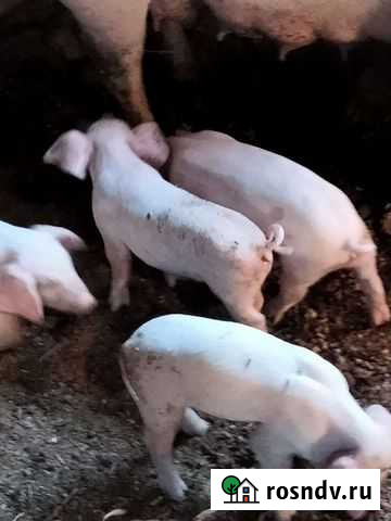 Поросенок ландрас Салаир - изображение 1