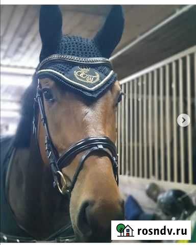 Ушки для лошади продам Голицыно - изображение 1