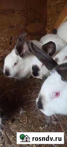 Калифорнийские кролики Обнинск - изображение 1