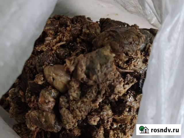 Продам прополис Кемерово - изображение 1