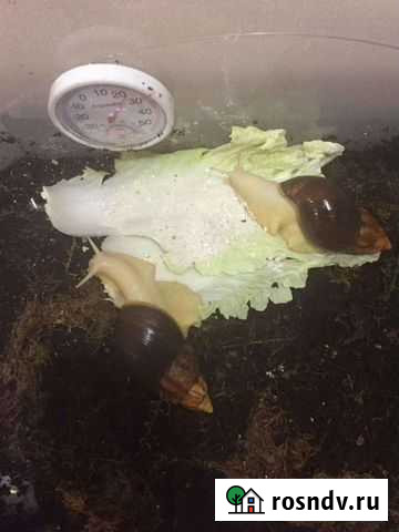 Улитки Ногинск - изображение 1