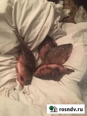 Свежая речная рыба Томск - изображение 1