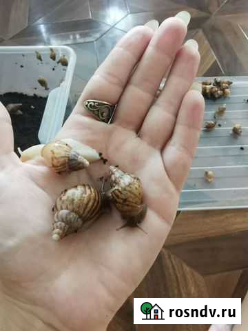 Улитки ахатины бесплатно Сочи - изображение 1