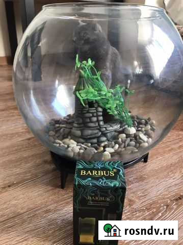 Аквариум Чита - изображение 1