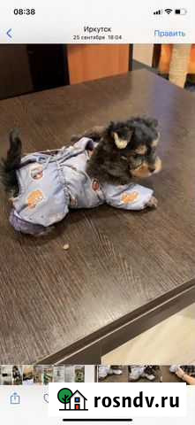 Зимний костюм для собаки Маркова - изображение 1