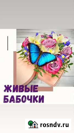 Тропические бабочки и мини фермы для детей Элиста - изображение 1