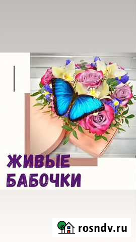 Тропические бабочки и мини фермы для детей Элиста - изображение 1