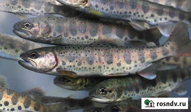 Мальки форели для зарыбления Лениногорск - изображение 1