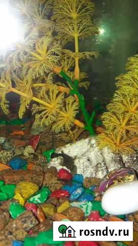 Аквариумные рыбки сомики Энгельс - изображение 1