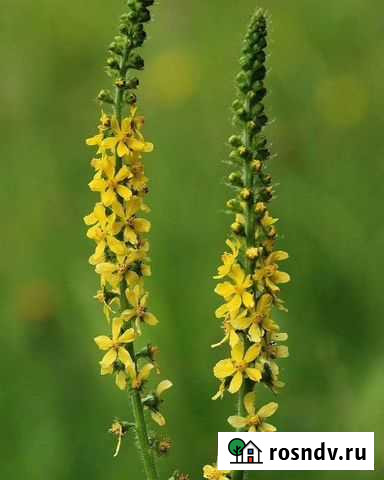 Репешок трава Рязань - изображение 1