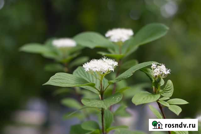 Объектив Nikon 50mm F1.8G AF-S Nikkor Белогорск - изображение 1