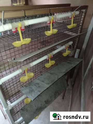 Клетки для перепелов бу Абакан - изображение 1