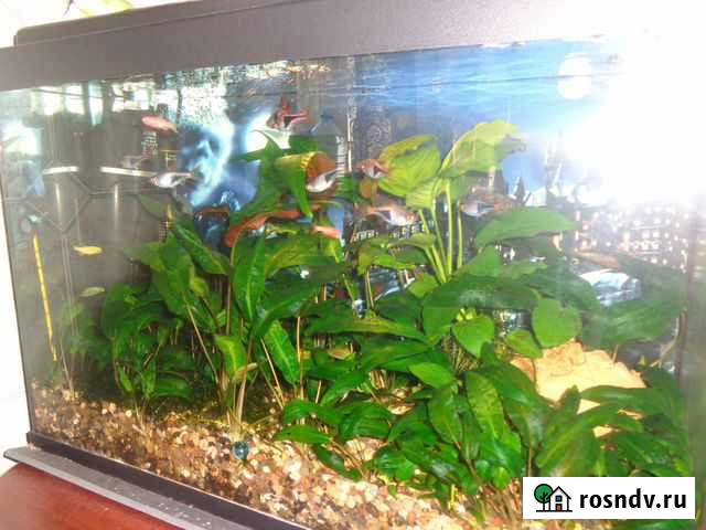 Чистка и уход за аквариумом Ярославль - изображение 1