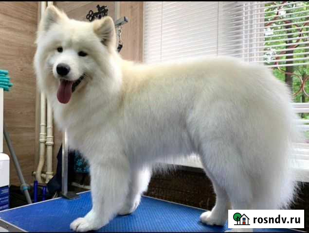 Вычесывание собак Москва - изображение 1