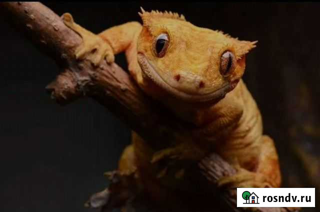 Реснитчатый бананоед, геккон Новосибирск - изображение 1