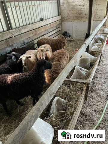 Бараны Балашиха - изображение 1