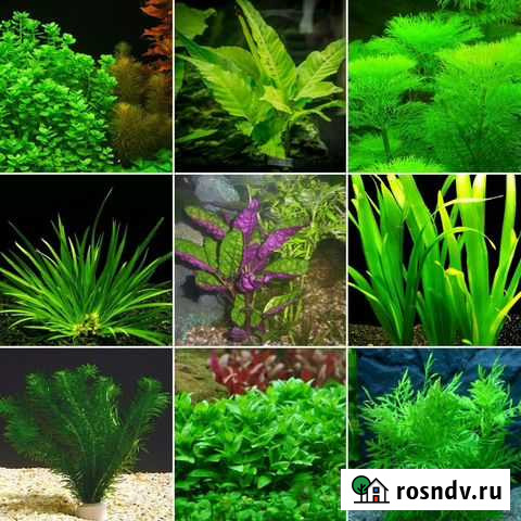 Большой выбор живых акварумных растений и не тольк Челябинск - изображение 1