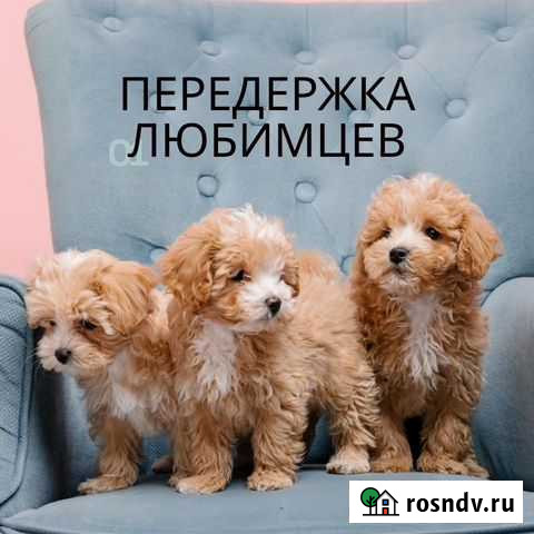 Передержка питомцев Москва - изображение 1