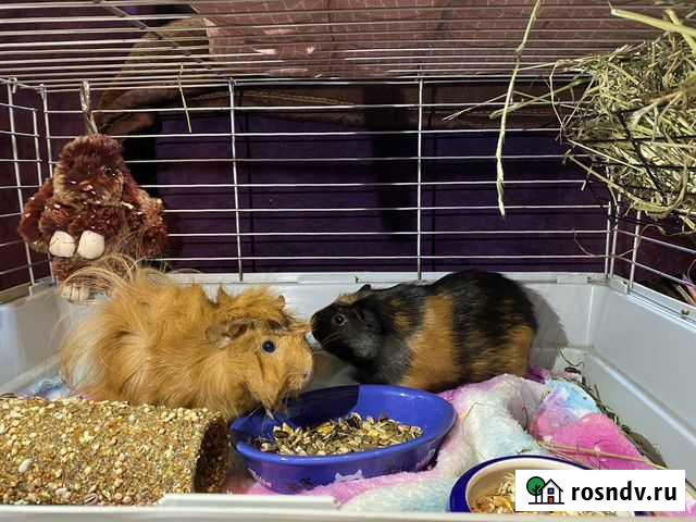 Морские свинки Чита - изображение 1